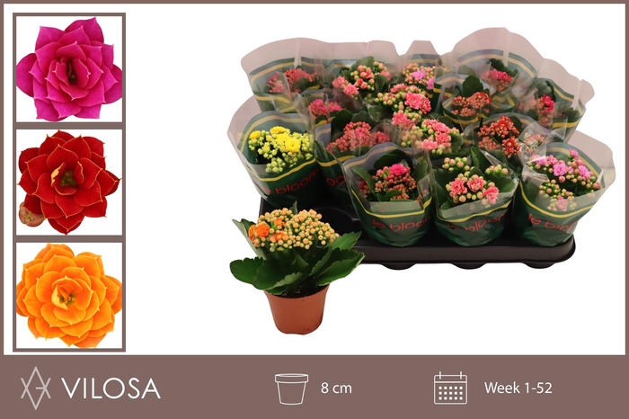 <h4>KAL GE GEM 5 KL</h4>