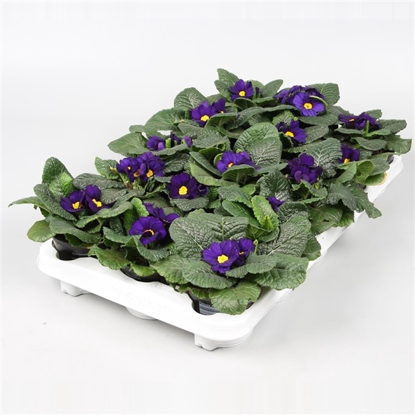 <h4>Primula BLAUW</h4>