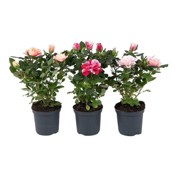 <h4>Nolina Special Roses Ø 7 cm. Special Mix blanco sleeve</h4>