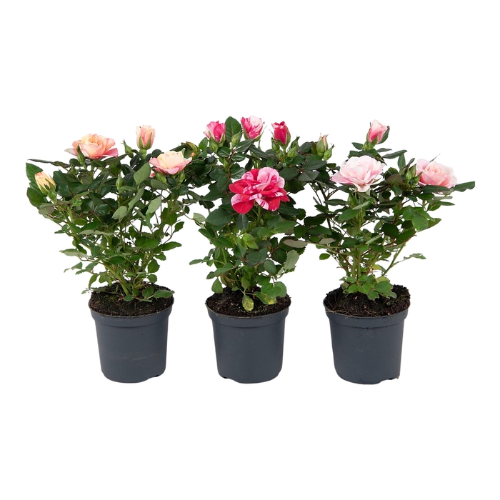 <h4>Nolina Special Roses Ø 7 cm. Special Mix blanco sleeve</h4>