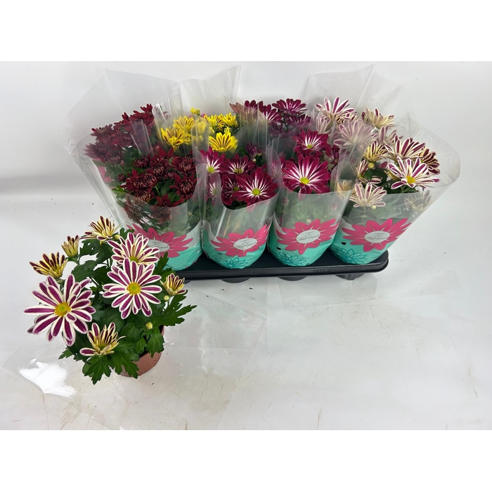 <h4>CHRYS GEM 4 KL</h4>