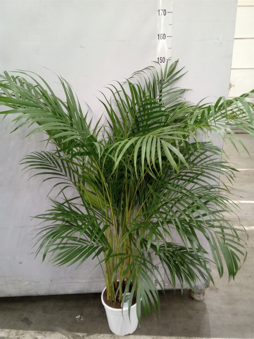 <h4>Dypsis lutescens   ...Chrysalidoca</h4>
