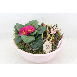arr4 Primula PL - Zink bolschaaltje Roze