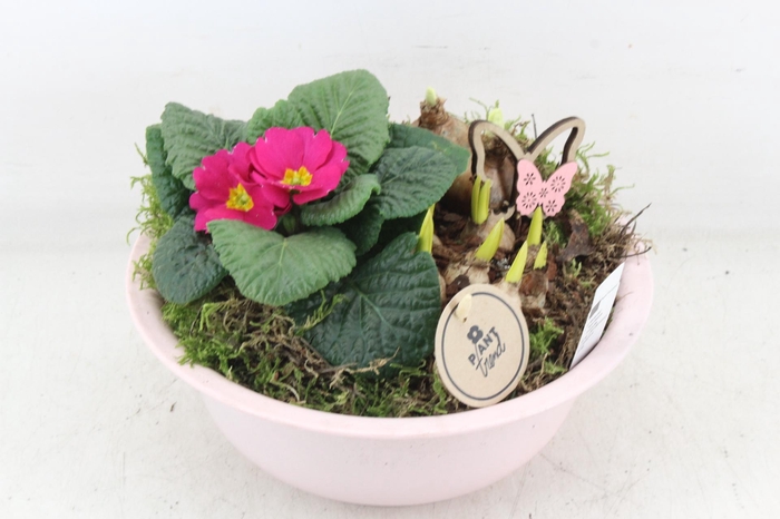 <h4>arr4 Primula PL - Zink bolschaaltje Roze</h4>