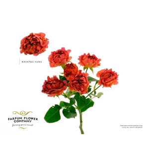Rosa TR 'Yang'