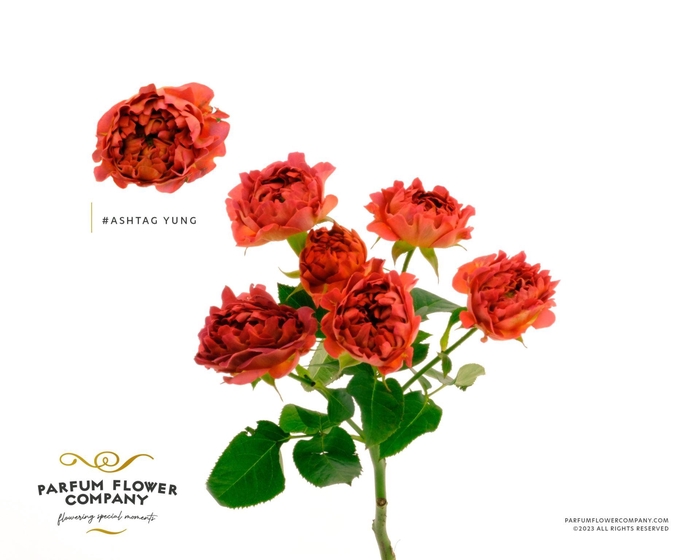 <h4>Rosa TR 'Yang'</h4>
