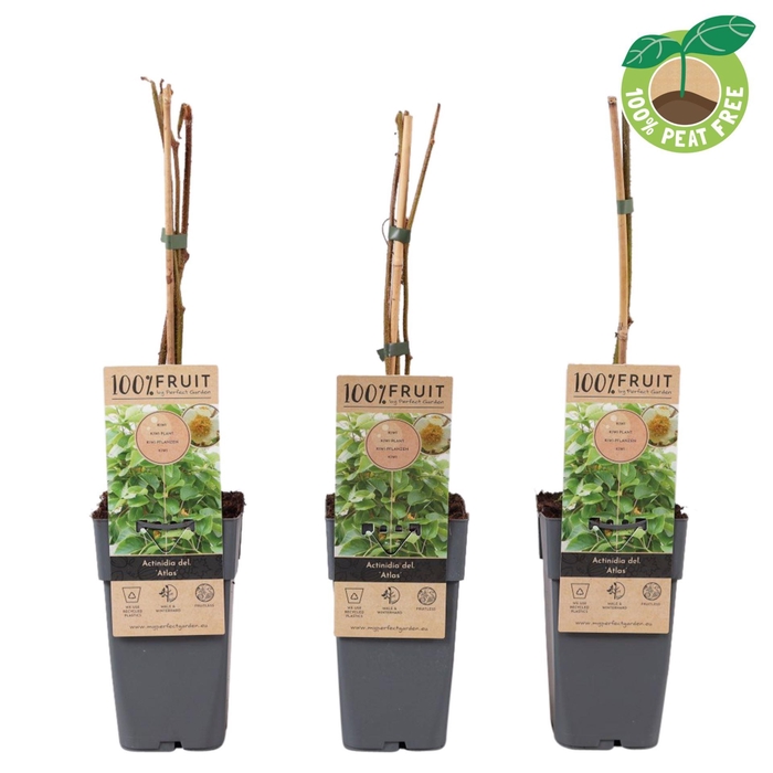 <h4>Actinidia chinensis Atlas (mnl)</h4>