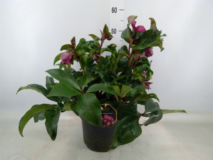 <h4>Helleborus  'Ice N Roses Early Red'</h4>