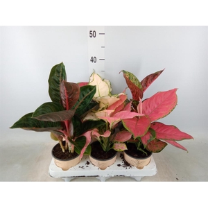 Aglaonema   ...mix