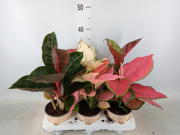 <h4>Aglaonema   ...mix</h4>