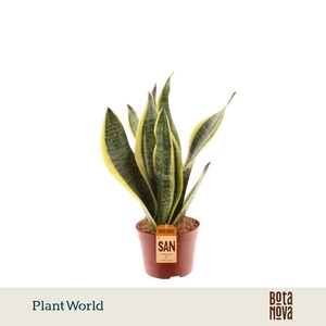 Sansevieria Futura Superba