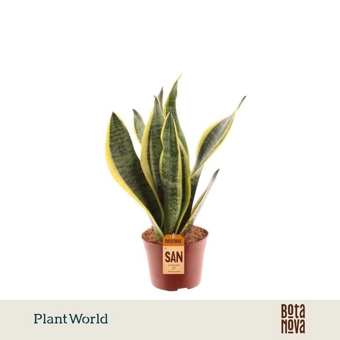 <h4>Sansevieria Futura Superba</h4>