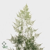 BLAD ASPARAGUS EXTRA VEREN X50