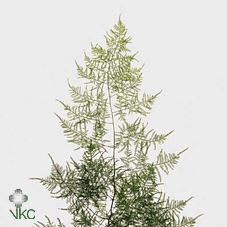 <h4>ASP PLUMOSUS EXTRA 50 ST</h4>
