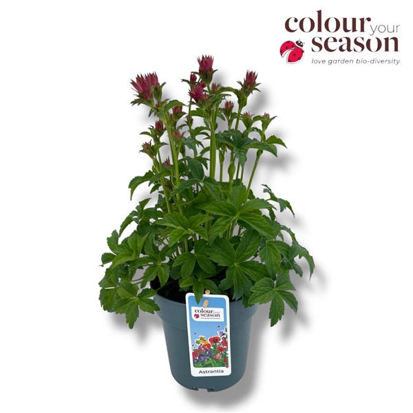 <h4>Astrantia 'Pink Pride'</h4>