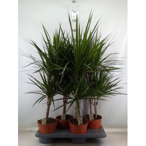 Dracaena marg.