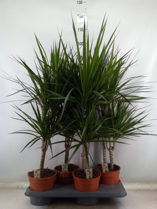 <h4>Dracaena marg.</h4>