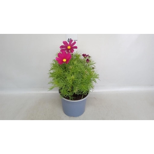 Cosmos bipinnatus 'Casanova Red'