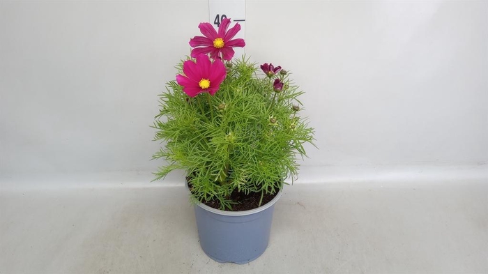 <h4>Cosmos bipinnatus 'Casanova Red'</h4>