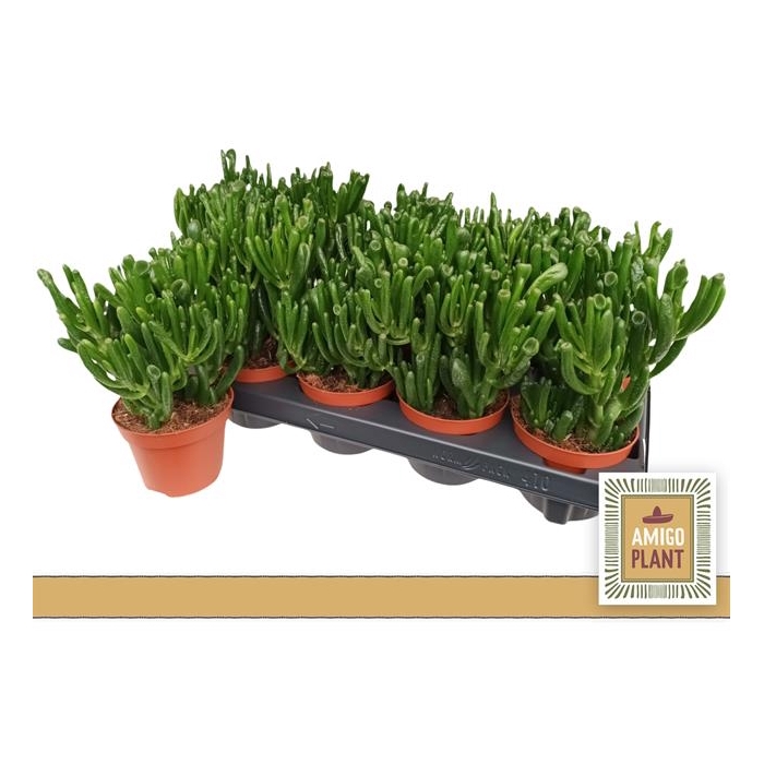 <h4>Crassula ovata Hobbit 10,5Ø 17cm</h4>