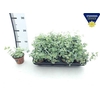 Sedum Si Mediovarieg