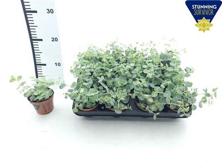 Sedum Si Mediovarieg