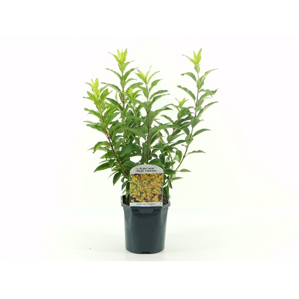 <h4>Forsythia int. Goldrausch</h4>