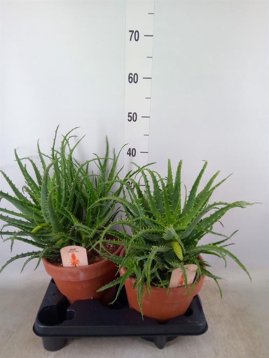 <h4>Aloe arborescens</h4>