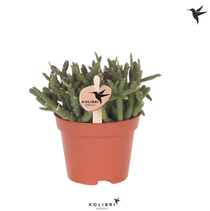 <h4>Kolibri Greens Rhipsalis Burchellii</h4>