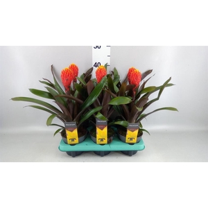 Guzmania  'Tala'