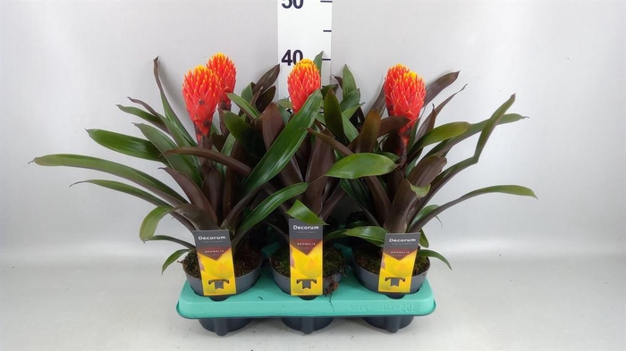 <h4>Guzmania  'Tala'</h4>
