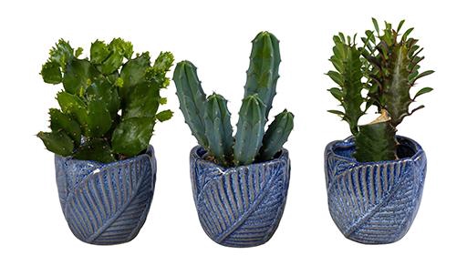 CACTUS MIX P6 L 65968