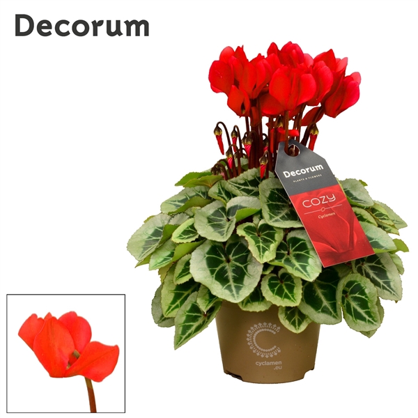 <h4>Cyclamen SS Picasso Red Cozy</h4>