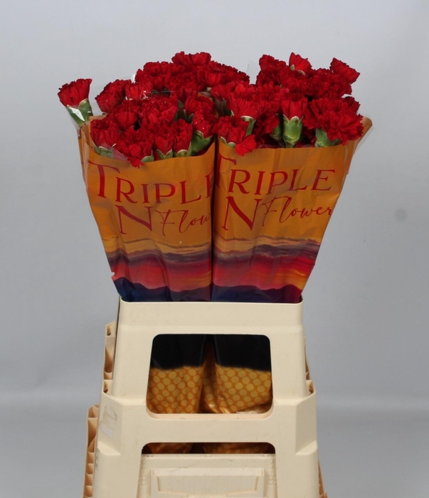 <h4>DI ST CORTES</h4>