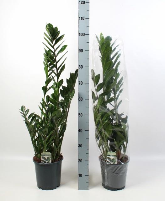 <h4>ZAMIO ZAMIIFOLIA</h4>