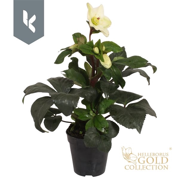 <h4>HGC Helleborus Ice N Roses White</h4>