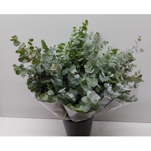 Eucalyptus per bos overig blad