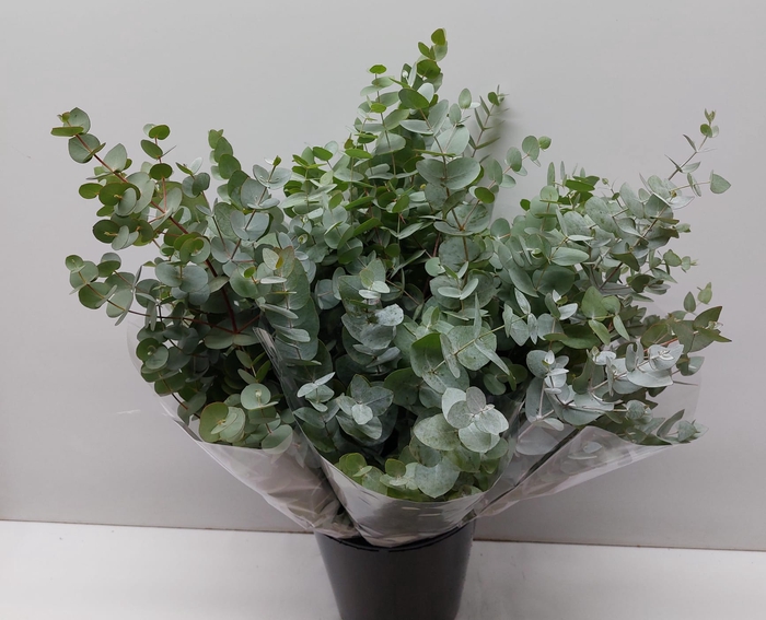 <h4>Eucalyptus per bos overig blad</h4>