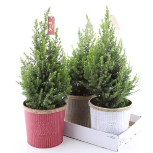 PICEA GL MAGNIFIQUE