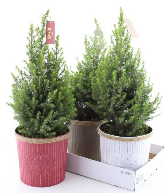 <h4>PICEA GL MAGNIFIQUE</h4>