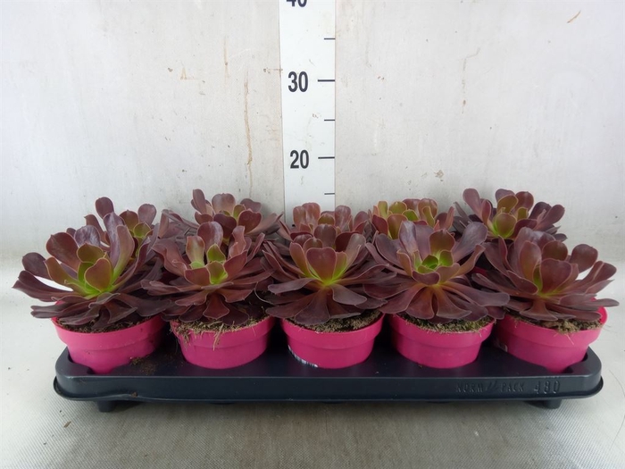 <h4>Aeonium arboreum 'Velours'</h4>