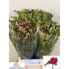 Fr Du Expression Cerise Red