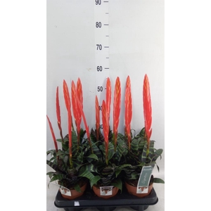 Vriesea  'Era'