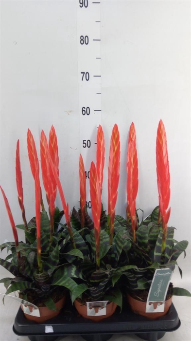<h4>Vriesea  'Era'</h4>