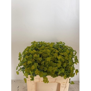BUPLEURUM GRIFFITHII BUPLEURUM ROTU