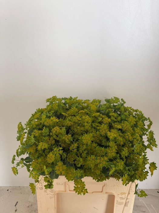 <h4>BUPLEURUM GRIFFITHII BUPLEURUM ROTU</h4>