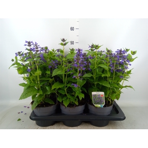 Nepeta nervosa
