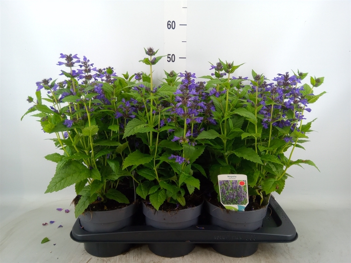 <h4>Nepeta nervosa</h4>
