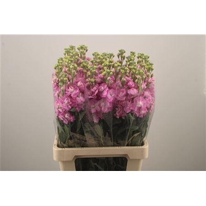 Matth Iron * Premium* Pink