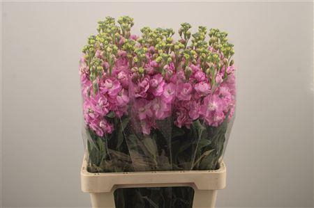 <h4>Matth Iron * Premium* Pink</h4>